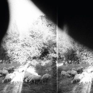 Asunder, Sweet and Other Distress album cover