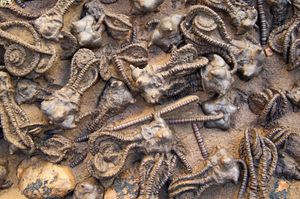 Fossilized crinoids, marine invertebrates that lived during the Permian Period, found in western Australia.