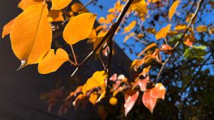 Brilliant golden-orange leaves against a bright blue sky