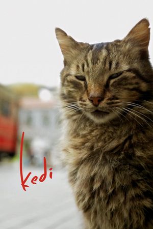 Kedi film poster
